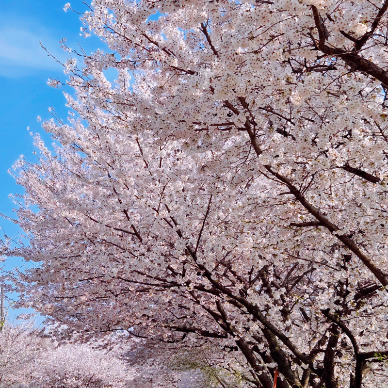 벚꽃엔딩🌸🩷
