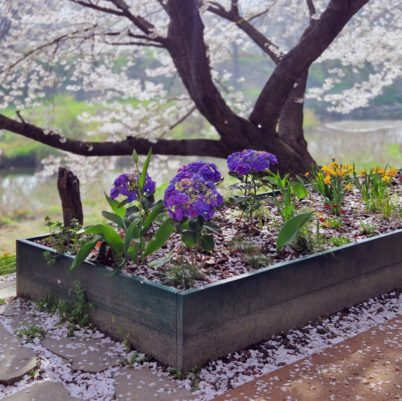 벚꽃엔딩🌸🩷