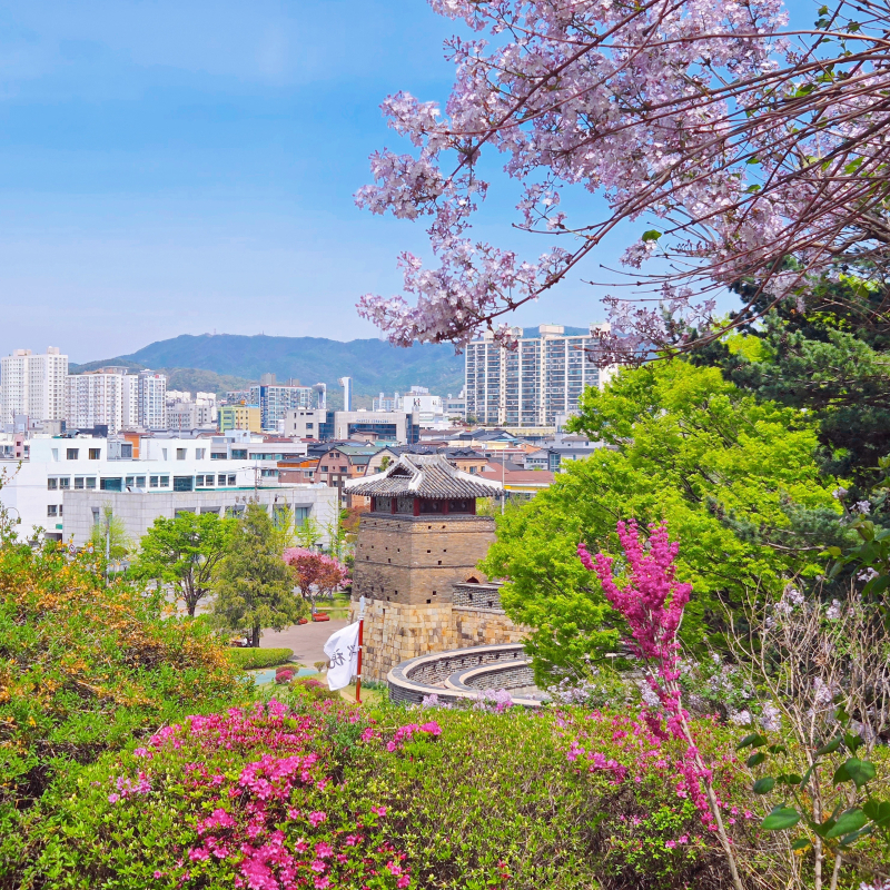 푸름을 닮은 새콤한 봄과 라일락💜