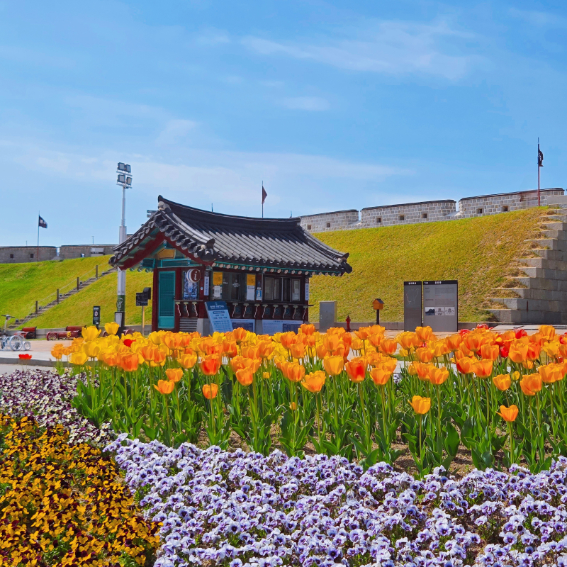 올해는 튤립 찍기 성공🌷🩷