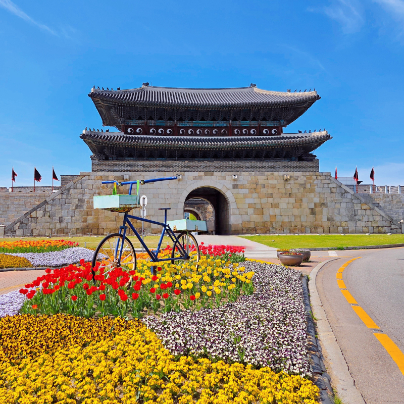 올해는 튤립 찍기 성공🌷🩷