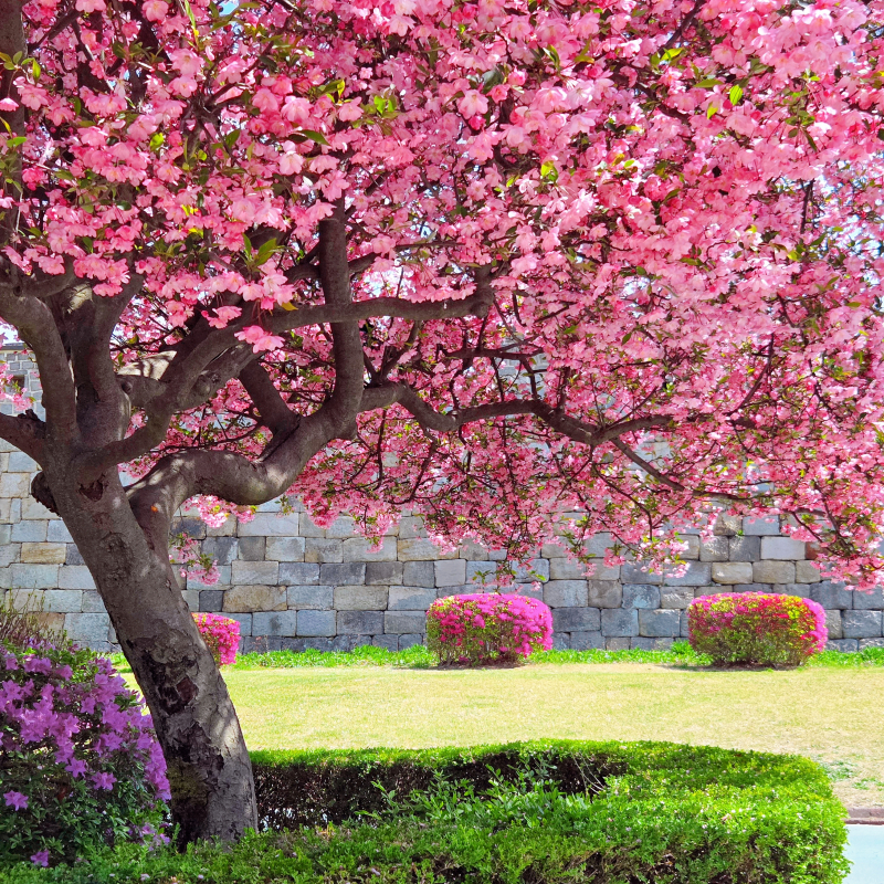 솜사탕같은 서부해당화🌸🩷