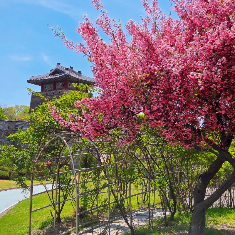솜사탕같은 서부해당화🌸🩷