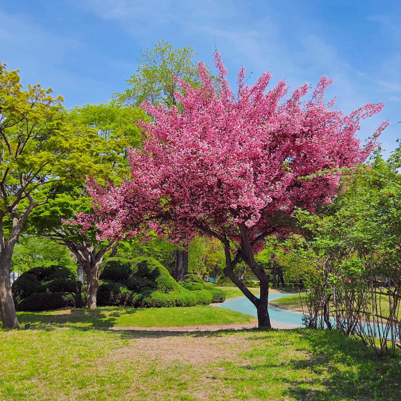 솜사탕같은 서부해당화🌸🩷