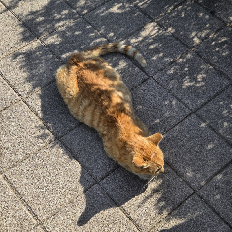 그리고 녹아있는 치즈냥🐱