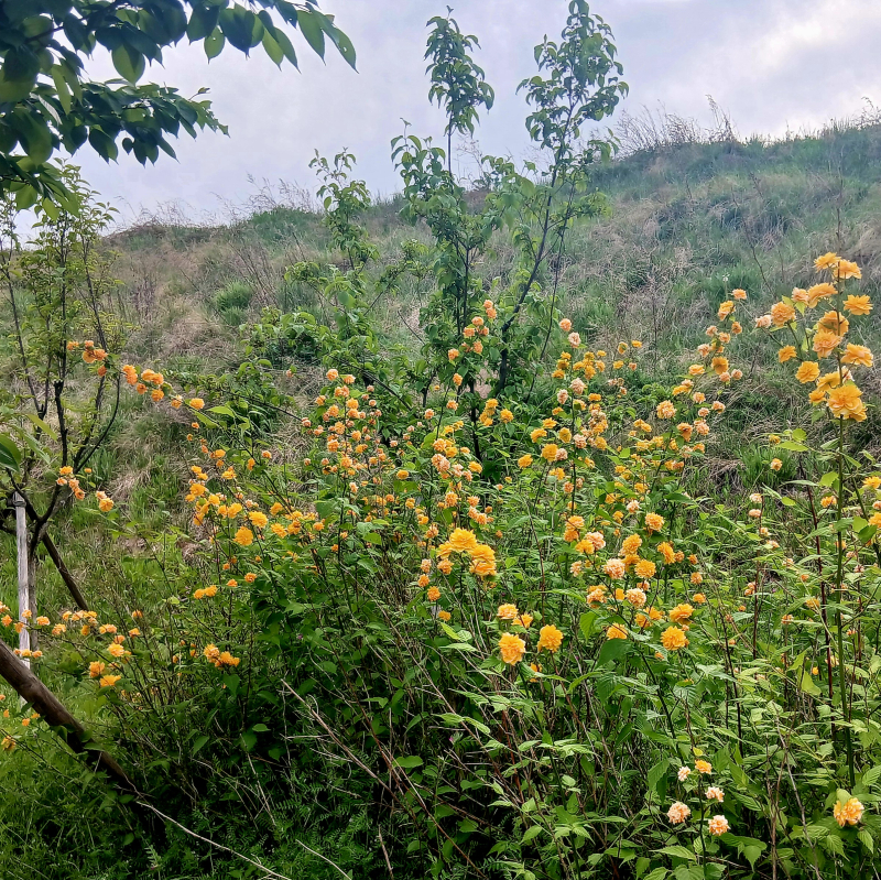 덤불쑥, 마가목(꽃), 죽단화.