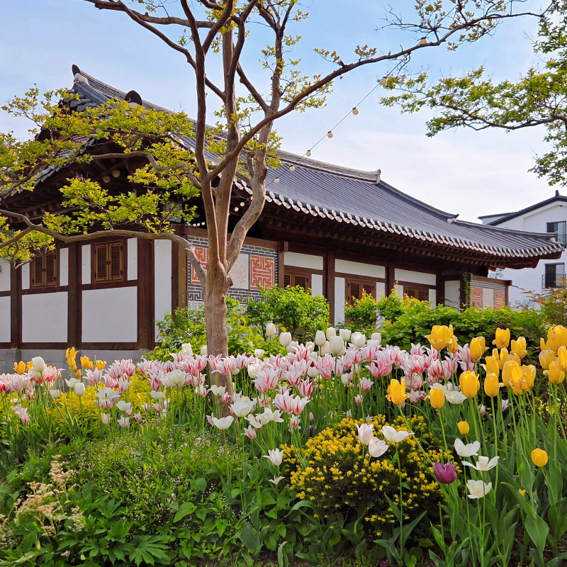 동글동글 불두화, 소담스러운 꽃잔디, 한옥과 튤립🌷🩷