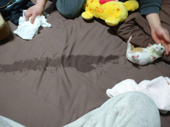 하시발개새끼들 안 돼는 건 안 돼는 것이라고 오줌발싸!!!!!!