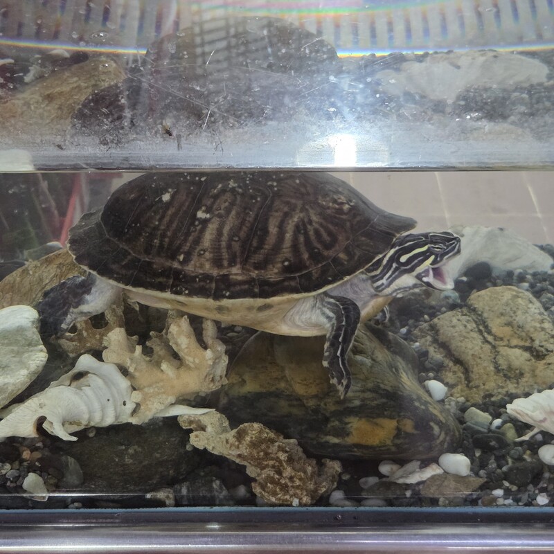 부기 뻐꿈🐢🫧