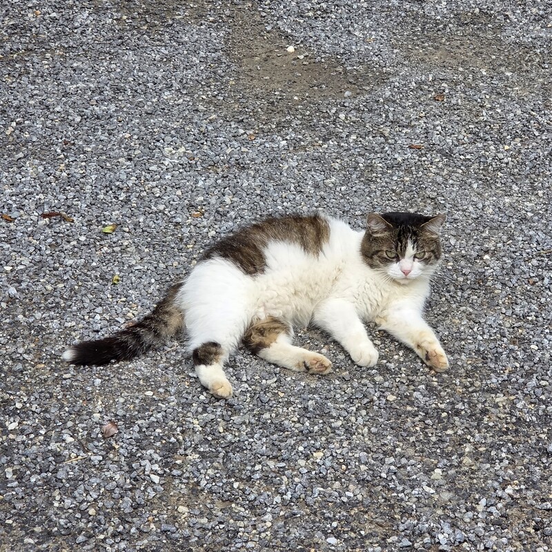 진챠 순딩한 미묘 고앵이🐱복복복해도 가만히 있눈🩷