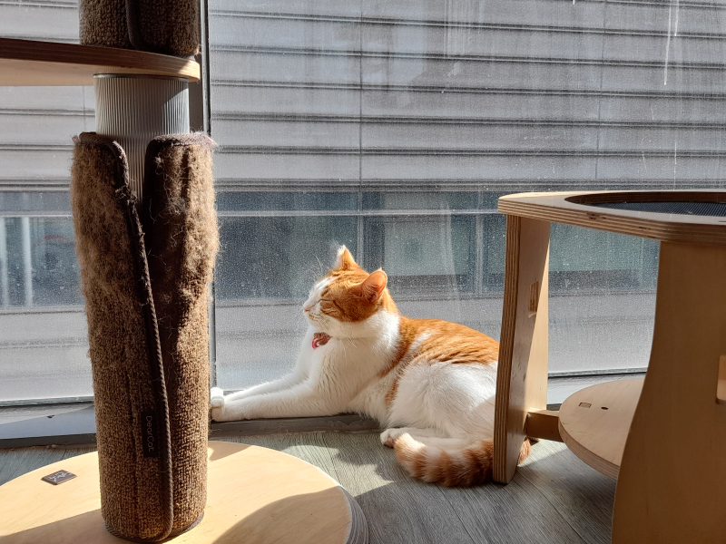 고양이 보고 가렴