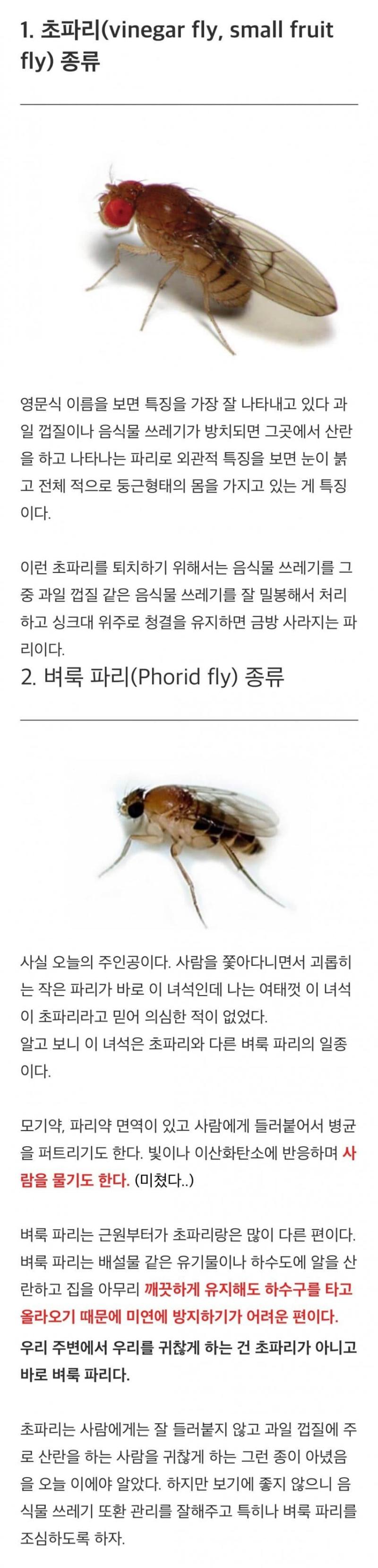 시발 너무 심정 같은 찾았다 벌레사진 있음 혐주의