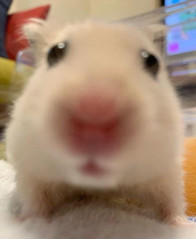 """"뵤""""