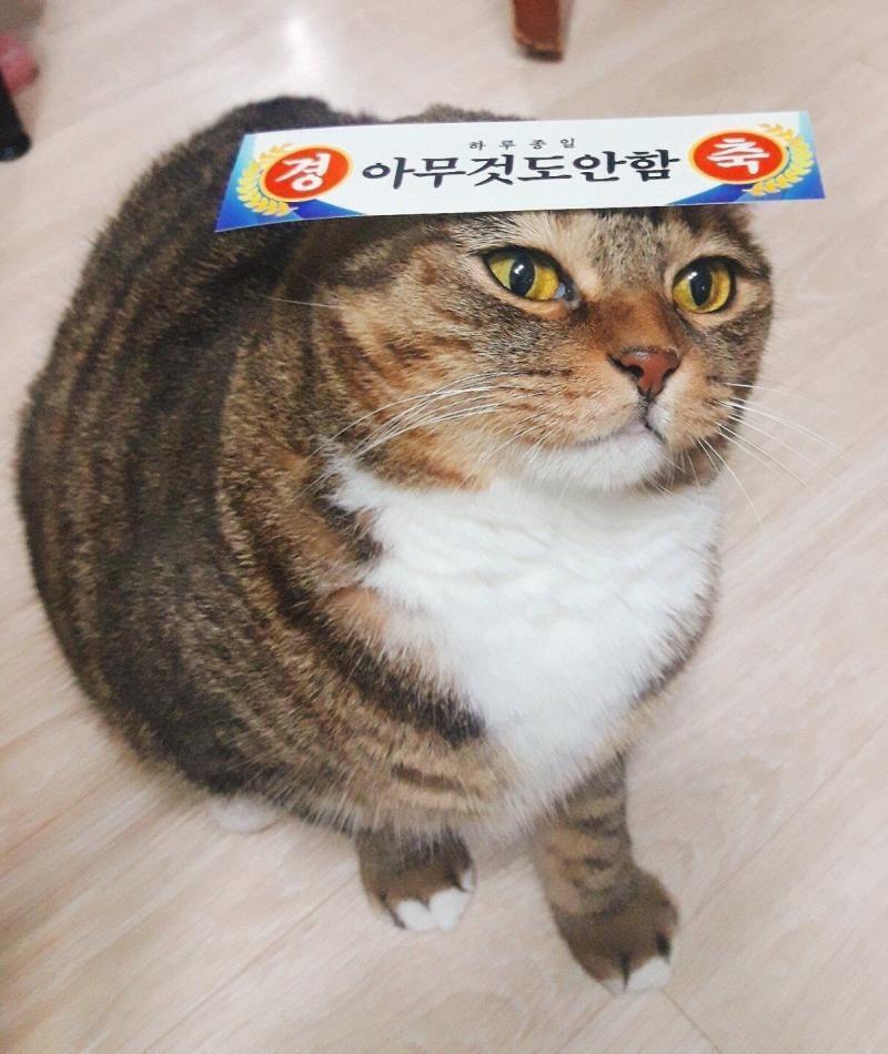 하루종일 아무것도 안한 고양이 그려줘