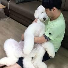스탠다드 푸들