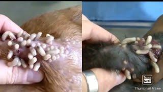 망고파리 유충을 심으면 혐주의 대박 징그러움