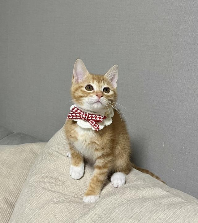 미안 그래도 우수한 성적을 받아 궁정 마법사가 된다는 설정이 있어서 초딩때 성적 받는다구 공무원이 없듯이 적어도 이상은 되어야할 같아서 재앵커걸게 설명이 부족해서 미안 대신