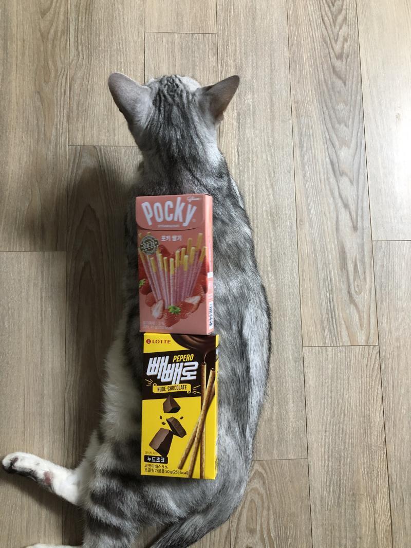 손소독제 대용으로 있겠다 우리집 고양이 너무 귀여웡