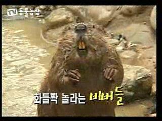 흰색이다 비빕