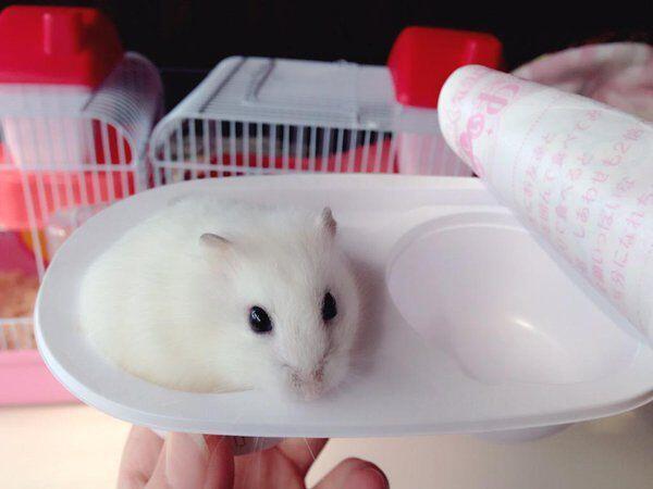 먹을거애오
