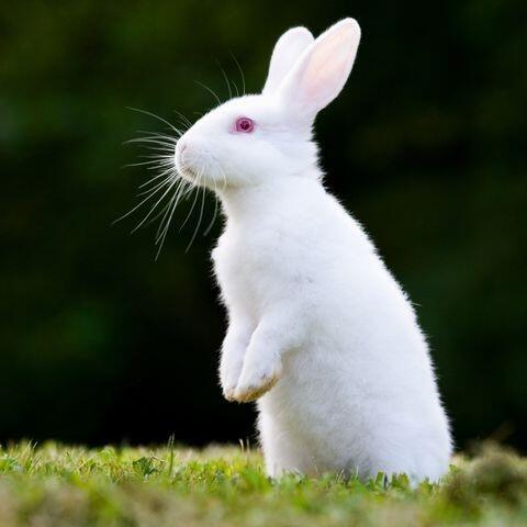 이거 사실 다섯 발로 서있는 거임