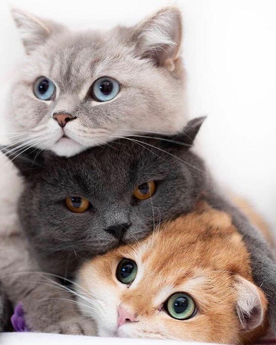 크큭 고양이 사진을 뿌리고 사라진다