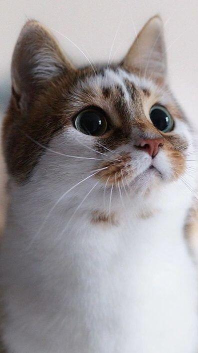 크큭 고양이 사진을 뿌리고 사라진다