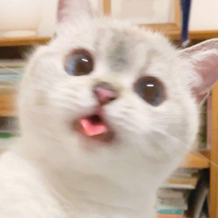 크큭 고양이 사진을 뿌리고 사라진다