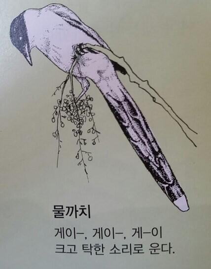 네나각생 게이