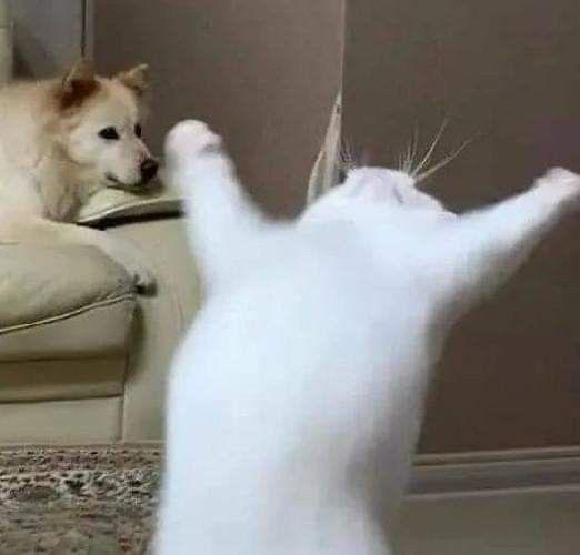 이거 있지 다른 고양이 사진들 사이에