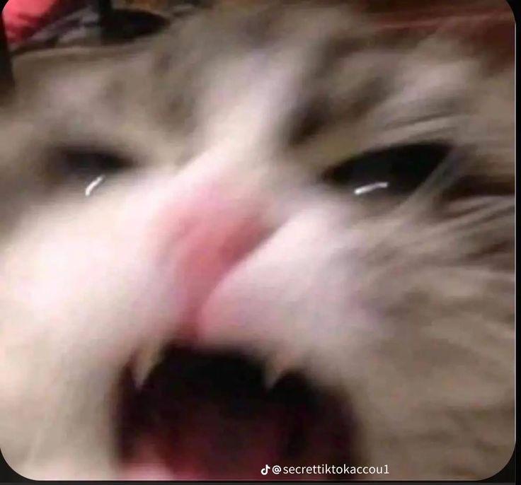 이거 있지 다른 고양이 사진들 사이에