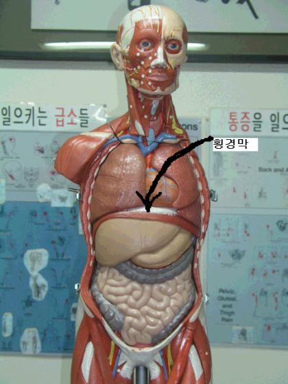 학교에서 흔히 있는 인체 모형이긴 하나 주의 그녀의 오른쪽 어깨 머리는 온전했지만 횡격막 아래는 알아볼 없었습니다 하지만 그녀는 저와 계속 말다툼을 만큼 또렷한 정신을 가지고