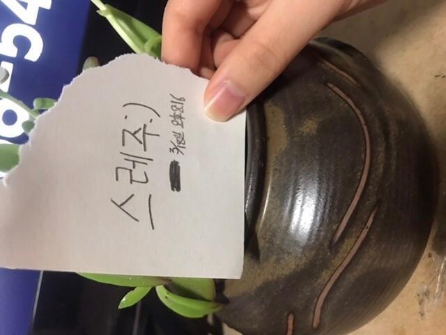 일단 물티슈로 문질러서 깨끗이 다시 닦았는데 다시 나와있으면 올께 진짜 이거 뭔지 아는사람있으면좀 알려주라 이게 피라도 나오면 미친이건 저주받았어 하고 버리는데 홍삼이나오는건