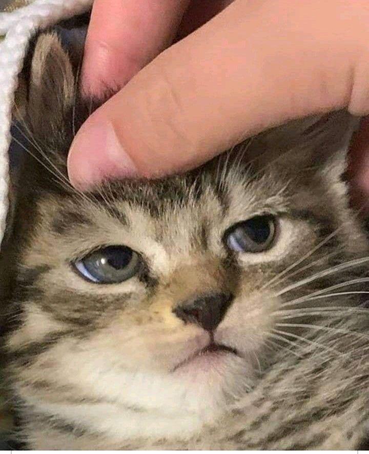 아침입니다 기분 냥같네요