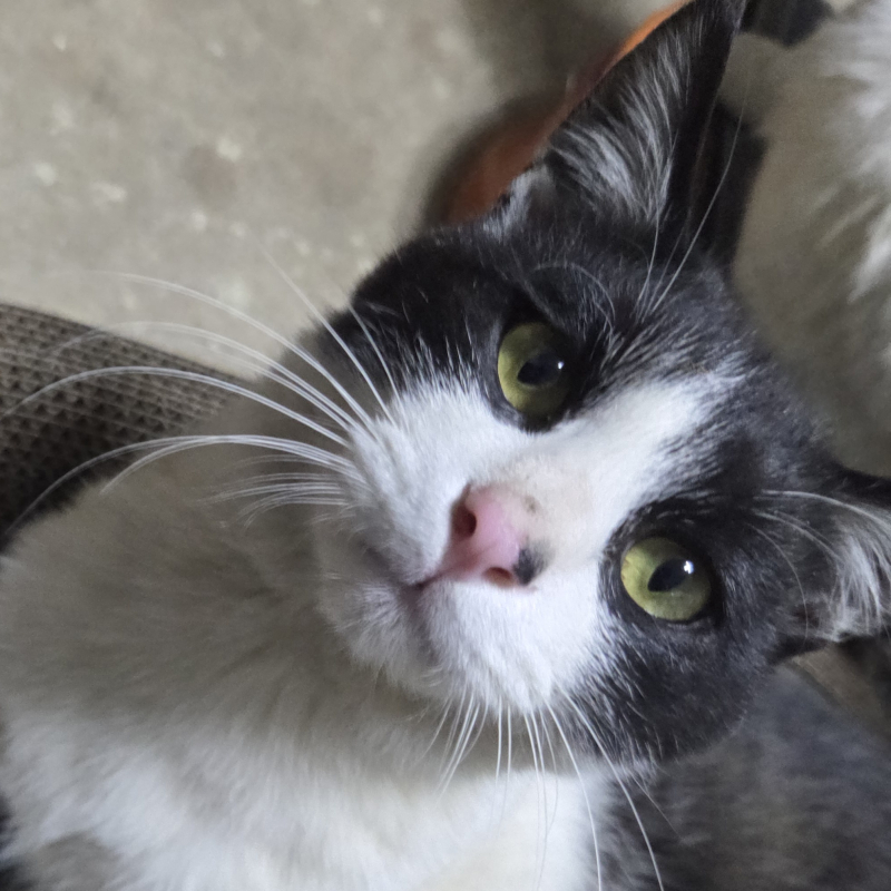 뭔가 억울한 고앵씨 이녀석은 손길을 아예 피하는 반면 다른 놈은 어떨땐 골골댜고 어떨땐 펀치를 날린다