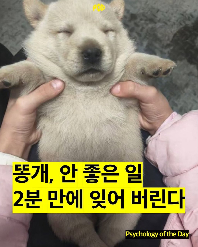 똥개되고 싶음 푸데데 밥이나 푸지게 먹고 하루에 시간씩 자고픔 인생의 가장 고난이 문턱 넘기였으면 좋았을 텐데 시발 로또나 시켜줘