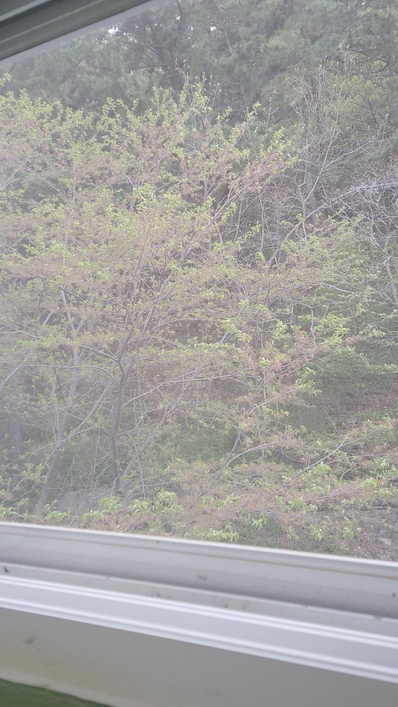 일주일만에 져버린 벚꽃나무 공유해드립니다