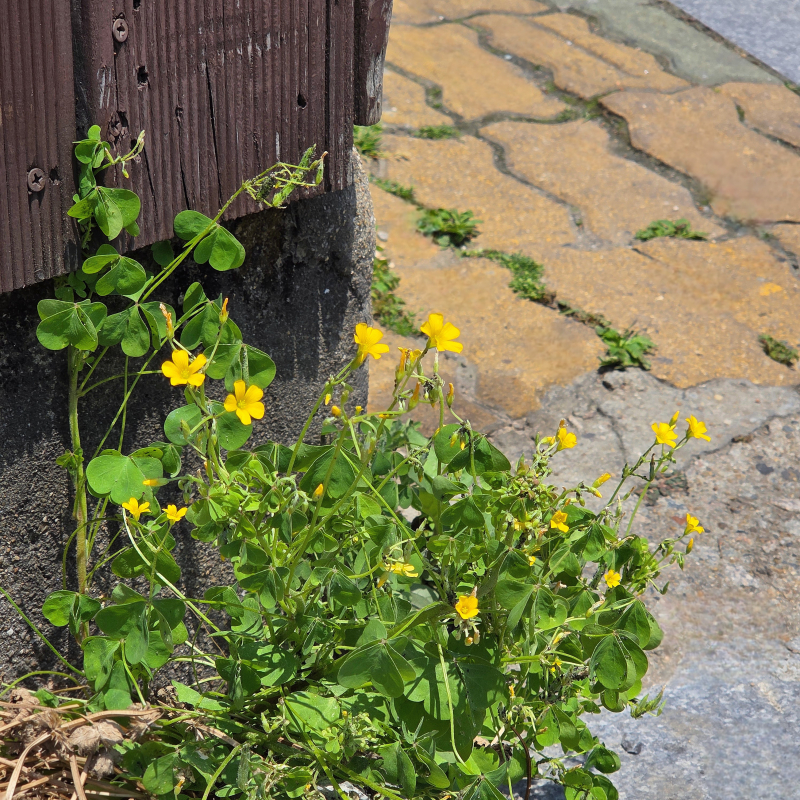 토끼풀이 클로버인걸 모르는 사람도 많은데 클로버랑 괭이밥이랑 헷갈려 하는 사람도 많았슨 클로버는 하얀꽃이 피고 괭이밥은 노란꽃이 그리고 괭이밥의 잎은 하트임 그래서 사랑초라고도