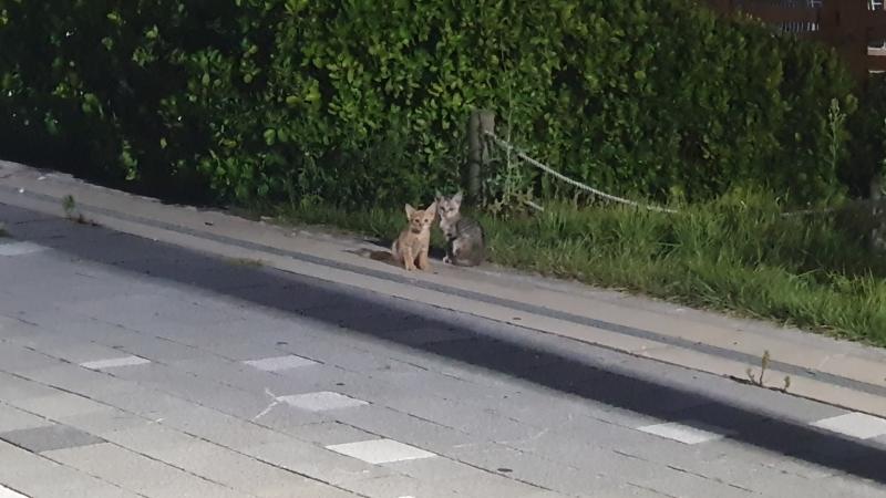아기고양이 너구리 일출을 봤다 좋았는데 펜스가 쳐져서 살짝 아쉬웠음 물멍을 때리고싶으면 해변가로 가도록 하자