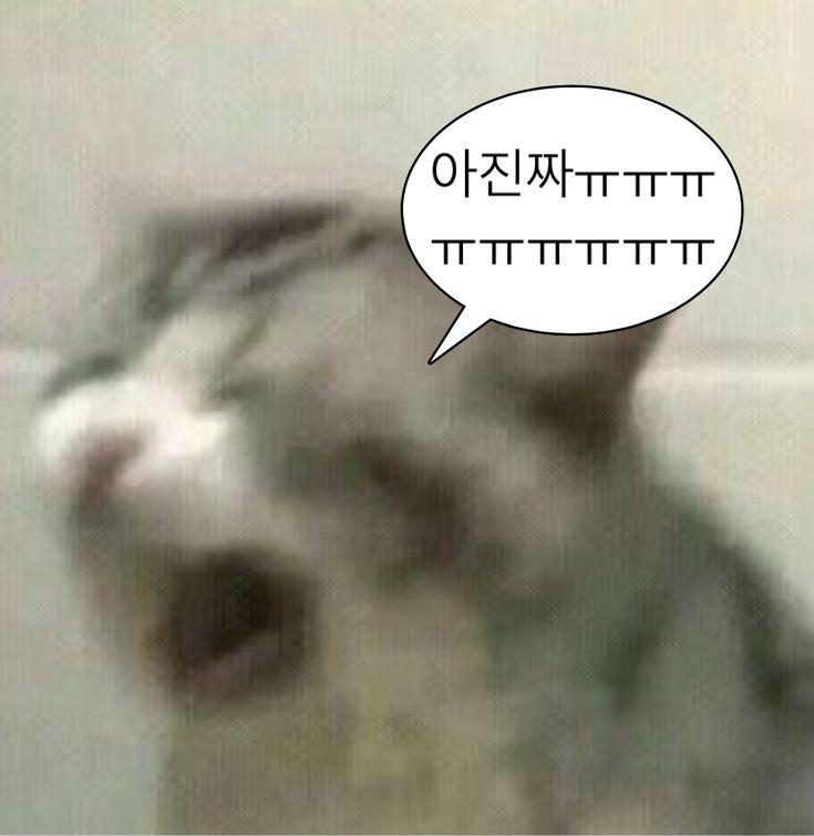 옆구리 자꾸 찌르면 아푸 다고 사탄 봉새끼들아 진짜 친구들 덕분에 제가 편히 뻗고 못자요