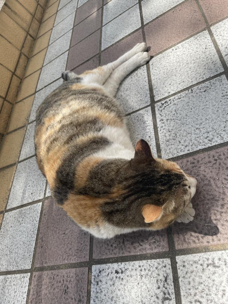 이동식