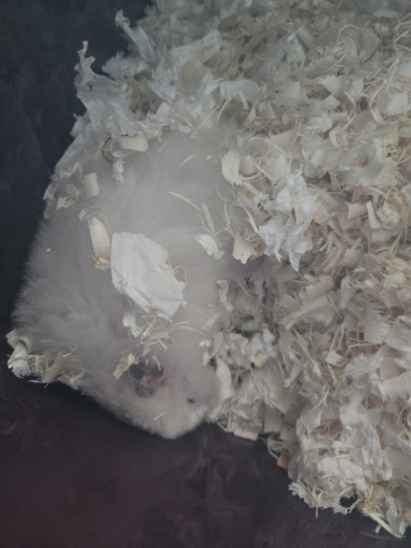 이거 집청소할때 찍은거 갑자기 집철거되니까 화들짝놀라서 코만꺼내고 냄새맡더라 청소하는동안 통에넣어두니까 그대로주무심