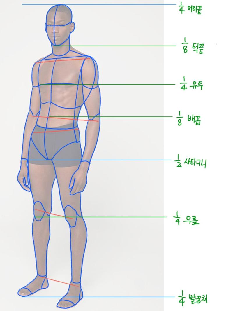 스터디 주차 입체 도형 앵글 드로잉 인체 비율 관절 위치 드로잉 앵글이 조금씩 이해되기 시작함 관성적으로 따라 그리기만 했었는데 막연하던 초점 각도가 머릿속에 들어오며 앵글에