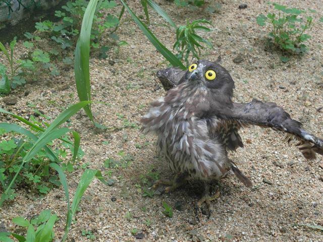 부엉이