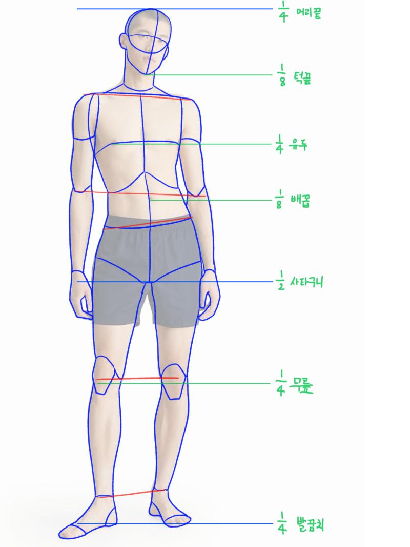 스터디 주차 입체 도형 앵글 드로잉 인체 비율 관절 위치 드로잉