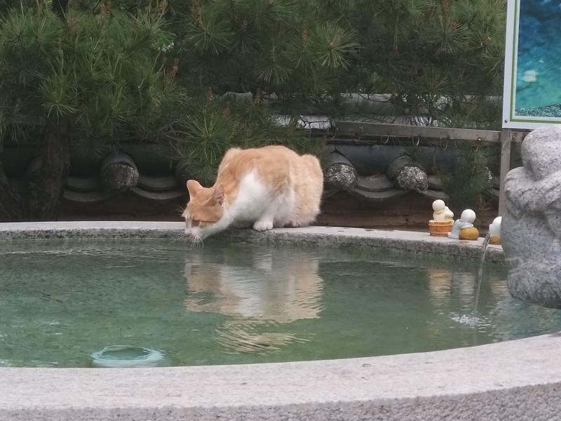 약수마시는 뒷산 냥이