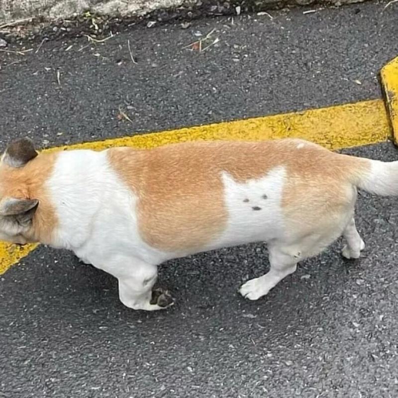 멍멍이 안에 갖힌 멍멍이