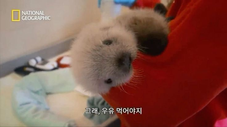 나만 야옹멍멍이 없지