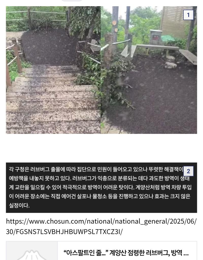 사진에 길에 깔린게 죽은 러브버그래