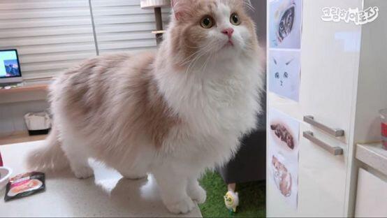 나파리나파리 염탐 디디 풀쩍 디디 아련 디디다 나팔
